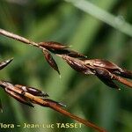 Carex pulicaris Frukt