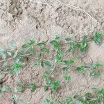 Thymus herba-barona Leaf