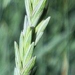 Elymus pungens Blüte