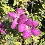 Leucophyllum frutescens Flor