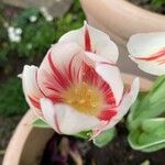 Tulipa gesnerianaFlower