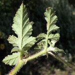 Erodium gruinum برگ