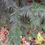 Cephalotaxus harringtoniaYaprak