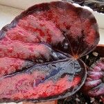 Begonia rex Yaprak