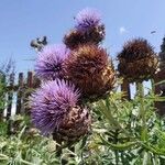 Cynara cardunculusЦвят