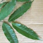 Eschweilera chartaceifolia List