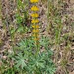 Lupinus luteus Habit