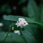 Myosotis latifolia फूल