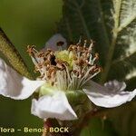 Rubus imbricatus