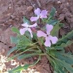 Matthiola lunata Flower