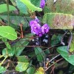 Hardenbergia comptoniana Flower