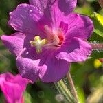 Epilobium hirsutumLapas