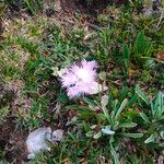 Dianthus hyssopifolius Flower