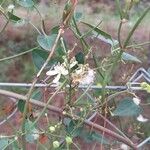 Clematis flammula Flor