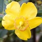 Hypericum × hidcoteense Flower