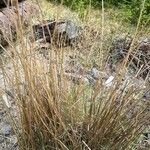 Scirpoides holoschoenus Folha