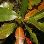 Gordonia fruticosa Leht