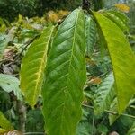 Coffea canephora 葉