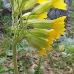 Primula veris പുഷ്പം