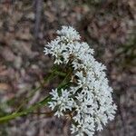 Conospermum longifolium Flor