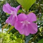 Bignonia magnifica Flor
