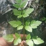 Oenanthe sarmentosa Leaf
