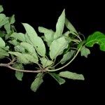Terminalia superba Hoja