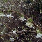 Lonicera fragrantissima عادت