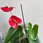 Anthurium scherzerianumFiore