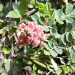 Indigofera spicata Fleur