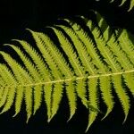 Matteuccia struthiopteris Blad