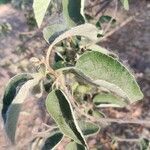 Cordia boissieri List