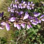 Campanula bononiensis Flower