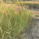 Arundo plinii Feuille