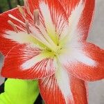 Hippeastrum correienseFlower