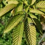Carpinus japonica ഇല