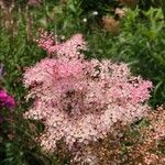 Filipendula rubra Flor