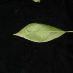 Ehretia acuminata Συνήθη χαρακτηριστικά
