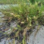 Cenchrus spinifex Plante entière