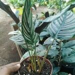 Calathea sanderiana Hoja