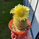 Parodia lenninghausii Fuelha