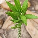 Pereskiopsis diguetii Hoja