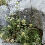 Thymus munbyanus Habit