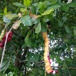 Capparis flexuosa Fruit