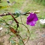 Ipomoea subrevoluta 花