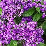 Heliotropium arborescens Cvet