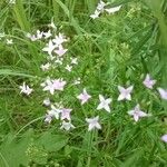 Stenaria nigricans Flower