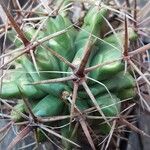 Ferocactus herrerae Foglia