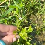 Lindernia dubia 葉