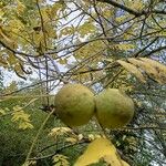 Juglans nigra Mbuma